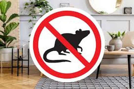 Guaranteed Rat Extermination Services In Nairobi image 4