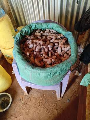 Fresh Tamarind Pods (Ukwaju) image 3