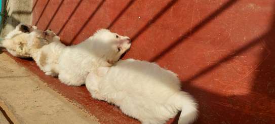 JAPANESE SPITZ PUPPIES LOOKING FOR A NEW HOME image 1