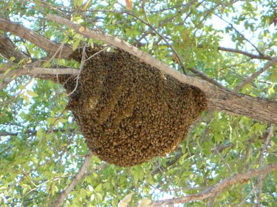 Affordable Bee Removal Services | Bee hive removal | Bee swarm removal image 9