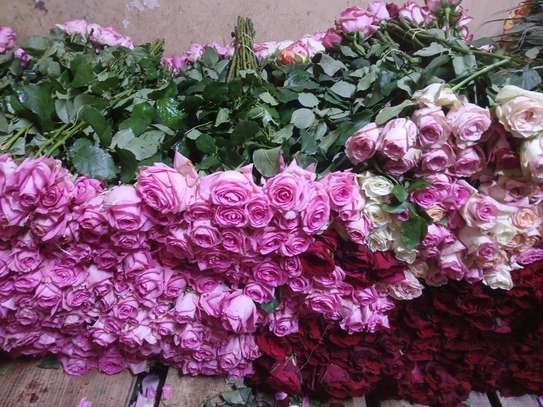 Rose flowers image 1