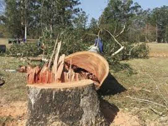 Cheap Tree Cutting Services Nairobi and Surrounding. image 6