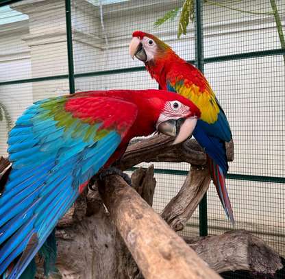 Green-winged Macaw parrots available now image 1