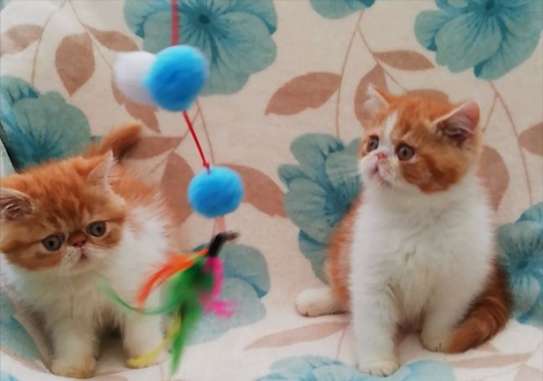 Exotic kittens for adoption image 1
