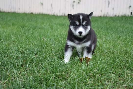 Pomsky puppies for sale image 1
