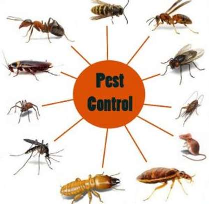 Bed bug Fumigation Services in Makadara/Maringo/ Hamza image 5
