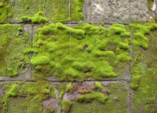 Mould and Lichen Removal (Outdoors) Services.Get Free Quote Now ! image 1