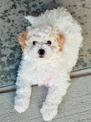 maltese fluffy puppies image 6