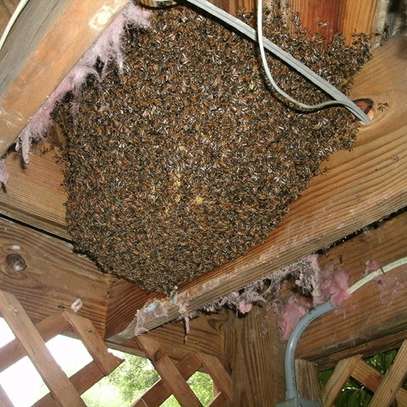 Honey Bee Services | Bee Removal Services/Bee Control/Honey Bee  Removal & Control Services. image 8