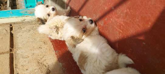 JAPANESE SPITZ PUPPIES LOOKING FOR A NEW HOME image 3