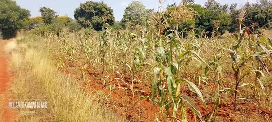 Itabua Nduba 1acre image 3