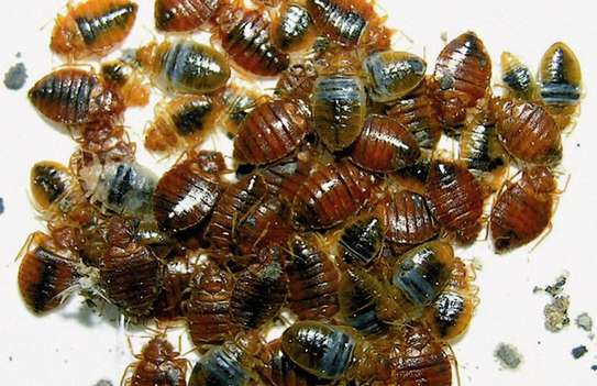 BEST Bedbugs Fumigation And Bedbugs Control Services 2023 image 4
