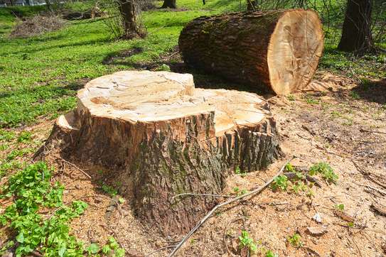 Quality Tree Removal Service | Tree Cutting Services| Tree Removal| Land Clearing| Stump Removal| Emergency work| Firewood Supplies | Tree Trimming and Pruning. Get A Free Quote Now. image 9