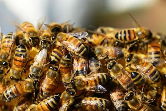 Affordable Bee Removal Services | Bee hive removal | Bee swarm removal image 13