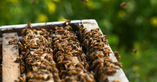 Bee nest removal.We guarantee the lowest price.Call the experts today. image 10