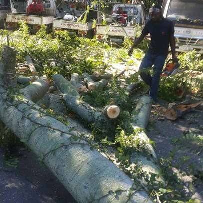 Tree cutting service Nairobi.Fast friendly & affordable. image 14