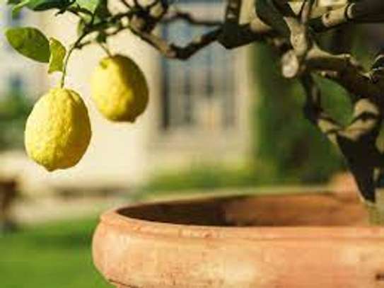 Plant A Lemon Tree In Your Backyard ! image 1