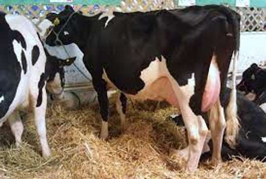 Best milker for dairy jobs image 6