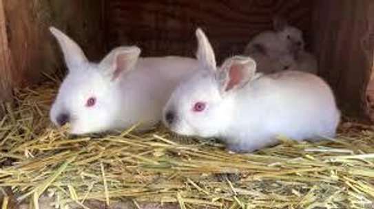 Hybrid Rabbits image 1
