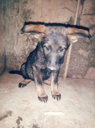1- 3 month old german shepherd puppies for sale image 4