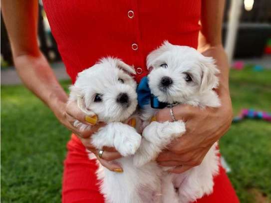 Teacup Maltese Puppies image 1