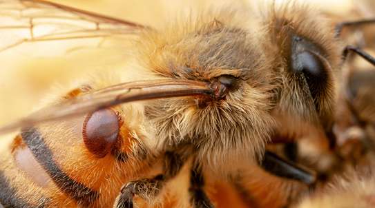Cockroach, Bed bug, Flies, Ants, Rat & Termite Pest control image 2