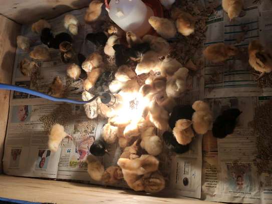 One day old chicks Kienyeji Chicks
Ksh.110 image 1