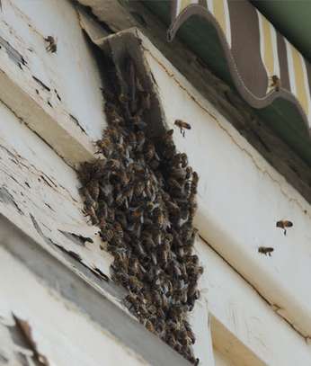 Bee Removal Service - Removal Of Bee Hive - Bee Removal Service image 5