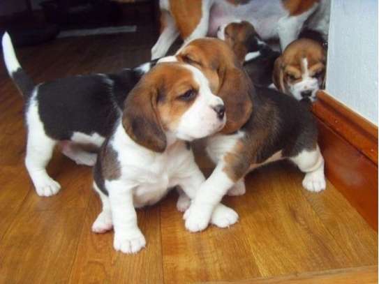 beagle for rehoming image 1