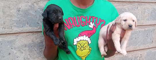 Labrador puppies yellow and black for rehoming image 2