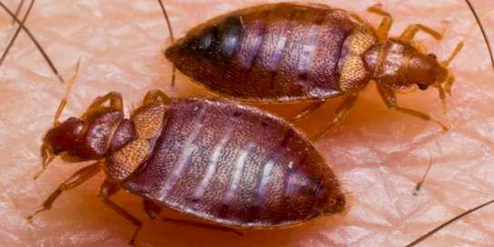 Cockroaches/Bed Bugs/Fleas/Ticks/Pest Control & Fumigation image 8