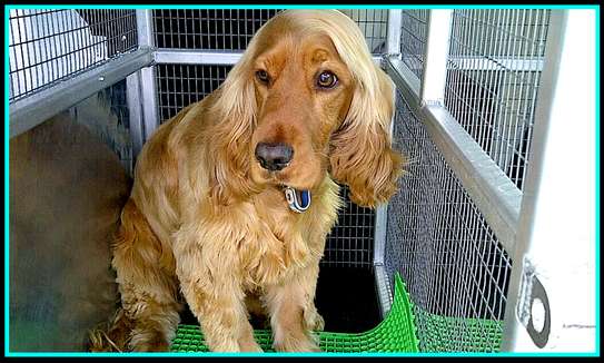 Mobile Dog Grooming | Mobile Dog wash | Pet grooming | Dog Grooming Nairobi image 1