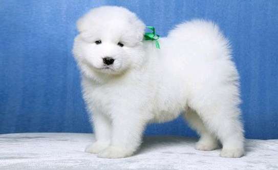Samoyed puppies available now image 1