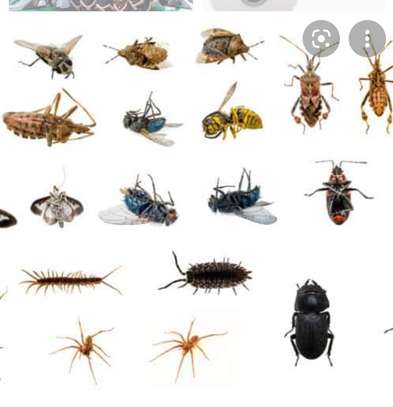 Bed Bug Pest Control Utawala image 2