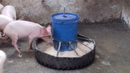 automatic pig feeder,Tyre model image 2