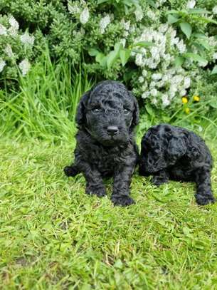 toy poodle puppie image 1