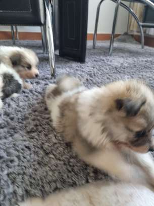 Cute maltese puppiea image 2