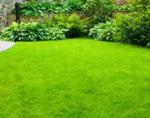 Garden Service & Landscaping - Hedge cutting services image 5