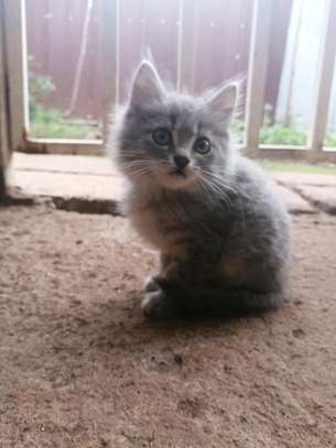 Persian Kittens, 2-3 months image 1