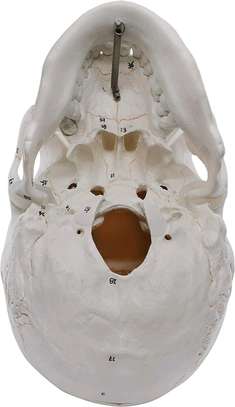 HUMAN SKULL ANATOMY MODEL PRICES IN KENYA FOR SALE image 5