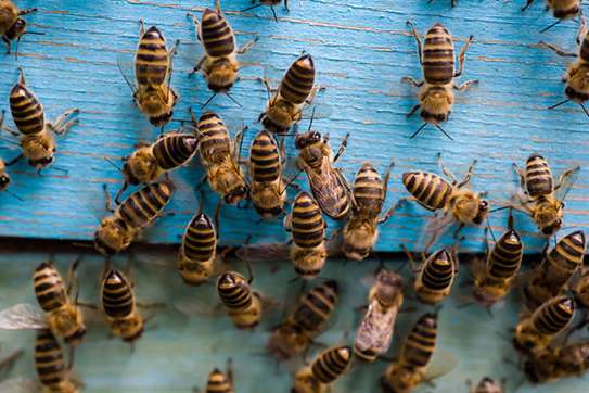 Bestcare Beekeeping - Bees and beekeeping | Experienced Professionals Across Kenya. Free Consultation. image 13