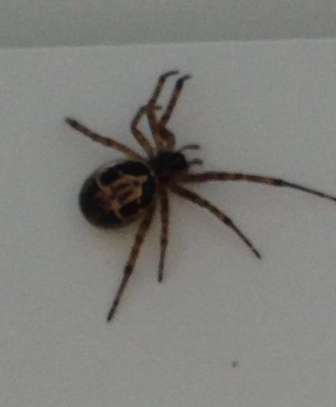 Bed Bug Fumigation Valley Arcade,Nakumatt Junction,Kerarapon image 3