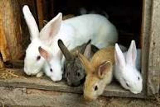 rabbits image 1