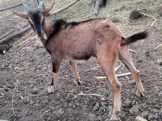5 months old purebred Male goat image 1