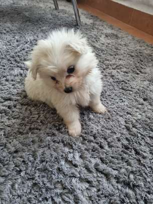Cute maltese puppiea image 5