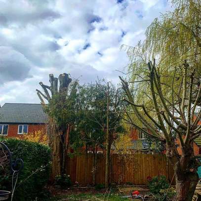 Expert Tree Removal Service | Tree Cutting Services| Tree Removal| Land Clearing| Stump Removal| Emergency work| Firewood Supplies | Tree Trimming and Pruning. Get A Free Quote. image 13