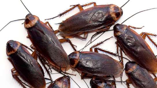 Professional Pest Control Services| Best Bed Bug Control,Cockroach Control.100% Satisfaction Guaranteed. image 6
