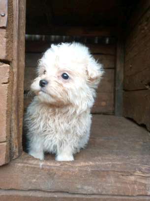 Adorable maltese puppies ready for a new home?? image 1