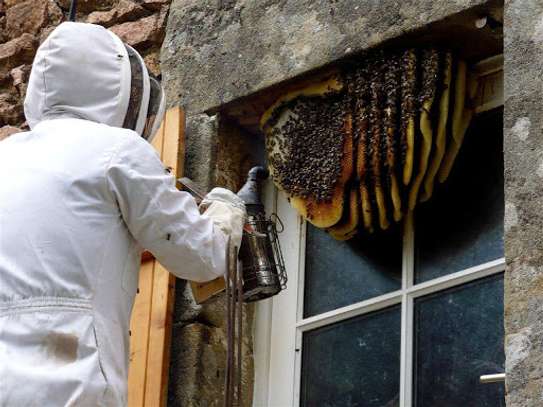 24 Hour Affordable Bee removal and relocation | Wasps Control | Bee Control Services  | We Don't Kill Bees | Get Rid of Stinging Bees Today.Call Now For A Free Quote. image 1