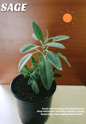 Sage seedlings(herb) image 1